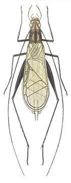 Image of Black-horned Tree Cricket