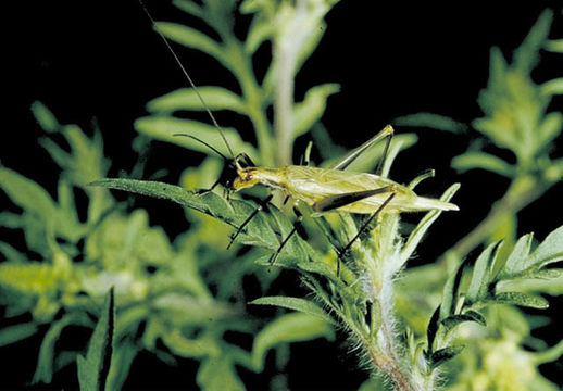 Image of Black-horned Tree Cricket