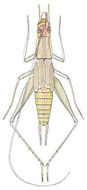 Image of Broad-winged Tree Cricket