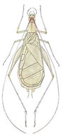 Image of Broad-winged Tree Cricket