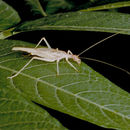 Image of Two-spotted Tree Cricket