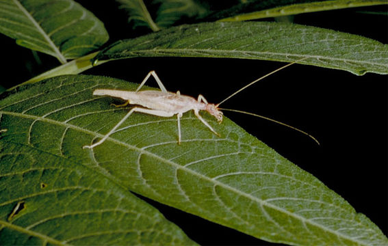 Image of Two-spotted Tree Cricket