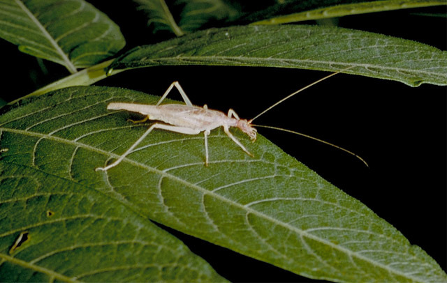 Image de Neoxabea bipunctata (De Geer 1773)