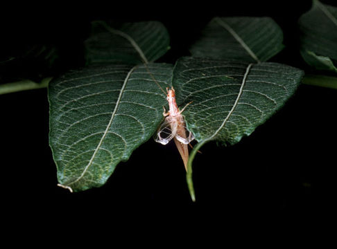 Neoxabea bipunctata (De Geer 1773) resmi