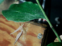 Image of Two-spotted Tree Cricket