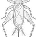 Plancia ëd Cyrtoxipha columbiana Caudell 1907