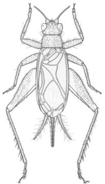 Слика од Cyrtoxipha columbiana Caudell 1907