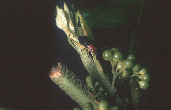 Слика од Phyllopalpus pulchellus Uhler 1864