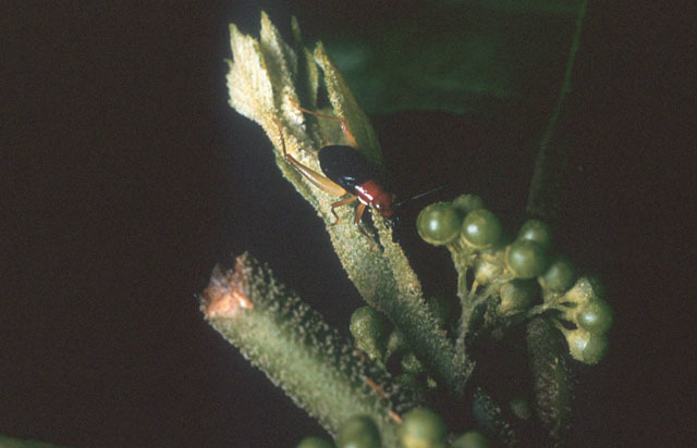 Слика од Phyllopalpus pulchellus Uhler 1864