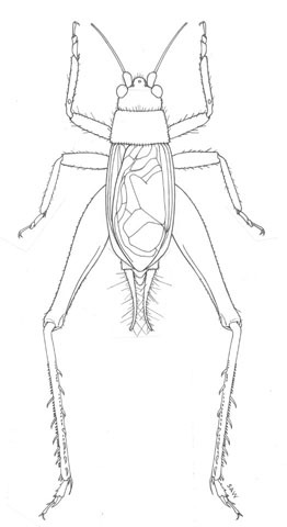 صورة Hapithus (Hapithus) agitator Uhler 1864