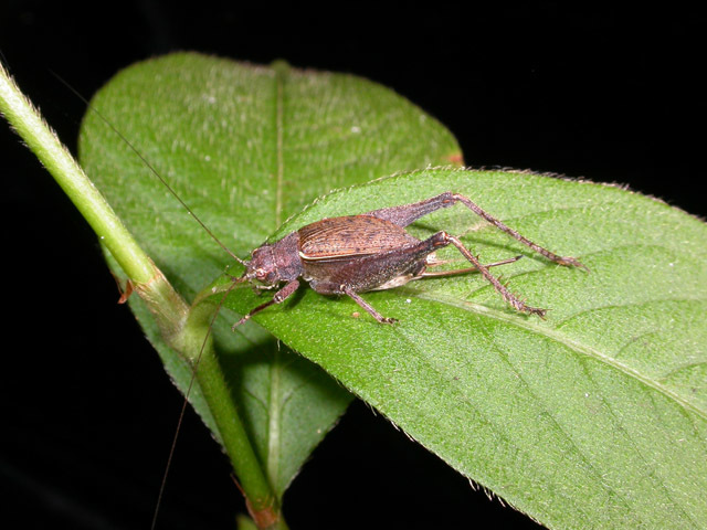 Image of Restless Bush Cricket