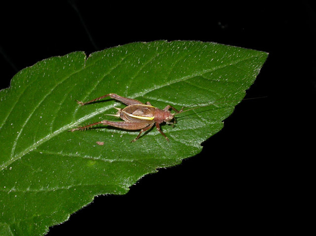 Image of Restless Bush Cricket