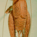 Image of Short-winged Bush Cricket