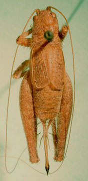 Image of Short-winged Bush Cricket