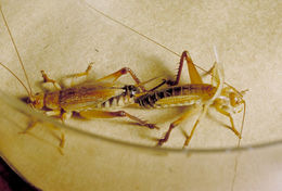 Image of Robust Bush Cricket