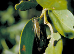 Image of Keys Bush Cricket