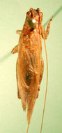 Image de <i>Orocharis diplastes</i>