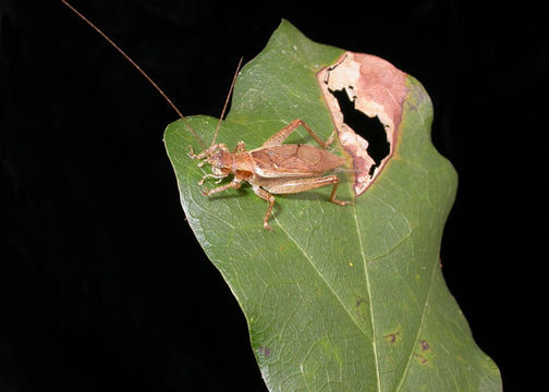 Image of Jumping Bush Cricket