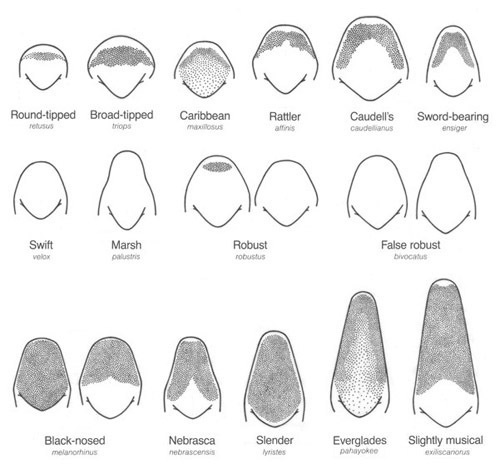 Image de Neoconocephalus