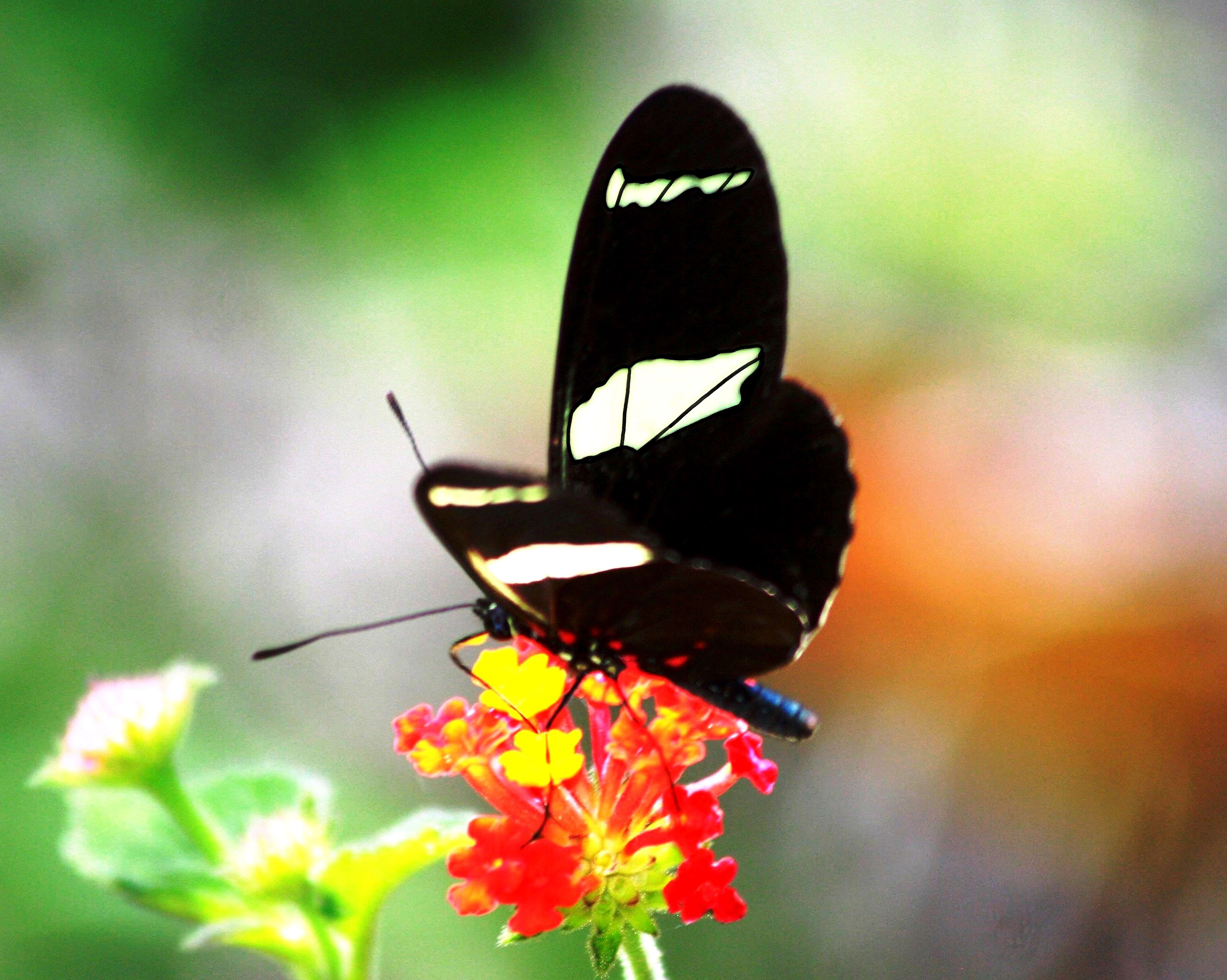 Heliconius sara Fabricius 1793的圖片