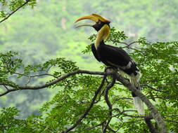 Image of Great Indian Hornbill