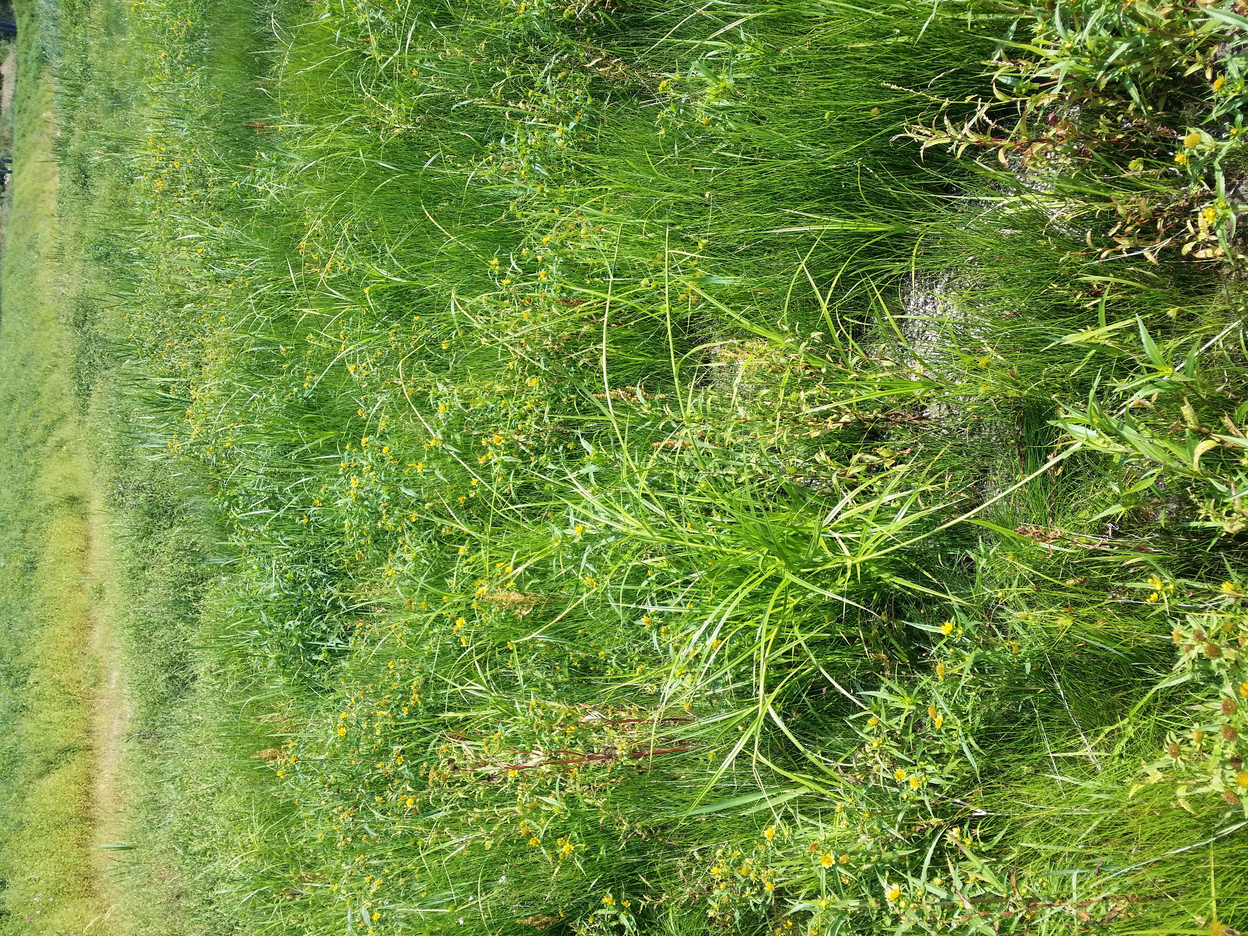 Image of Scirpus radicans Schkuhr