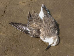 Plancia ëd Calidris minuta (Leisler 1812)