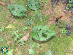 Image of Adanson's monstera