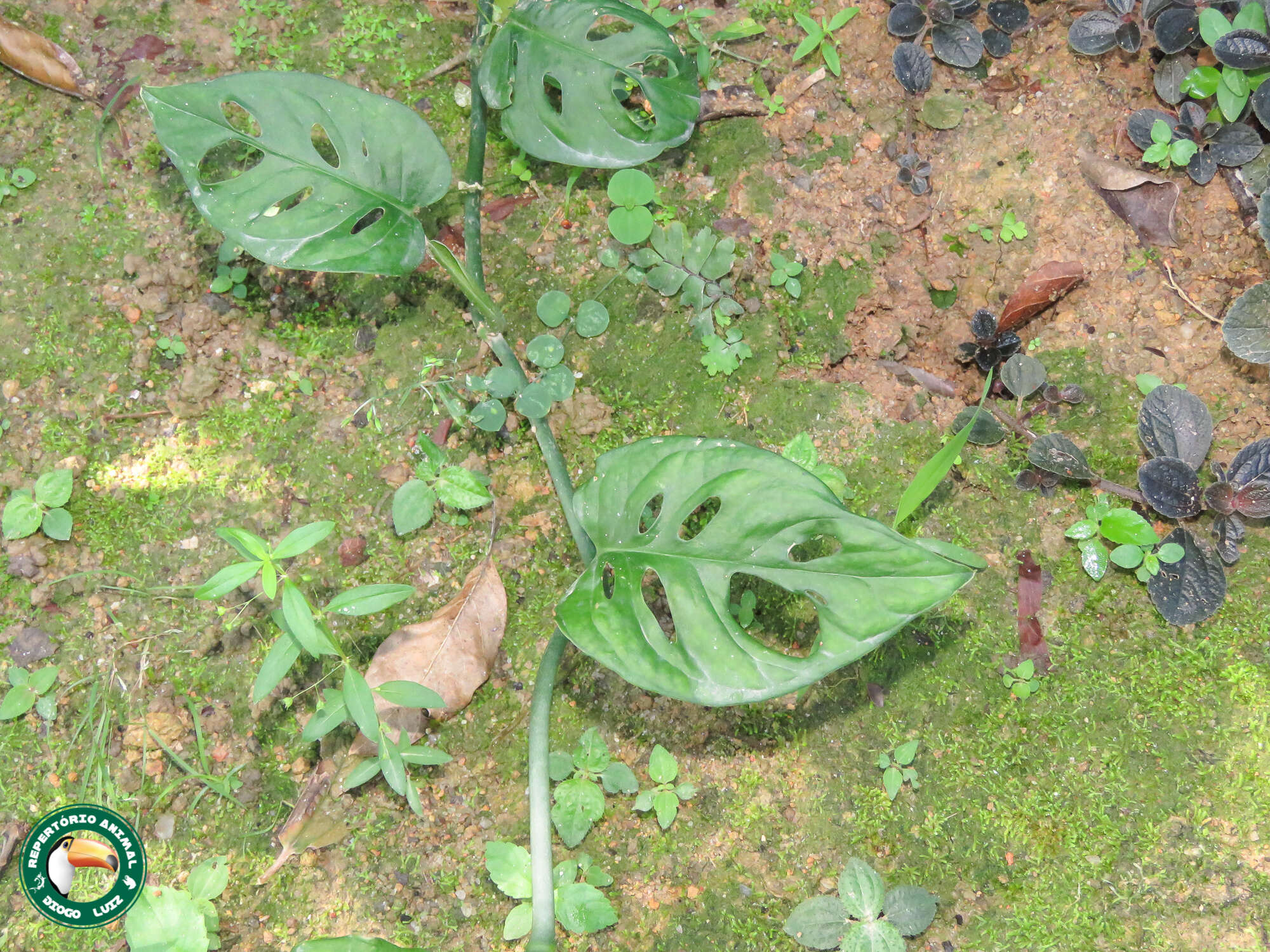 Image of Adanson's monstera