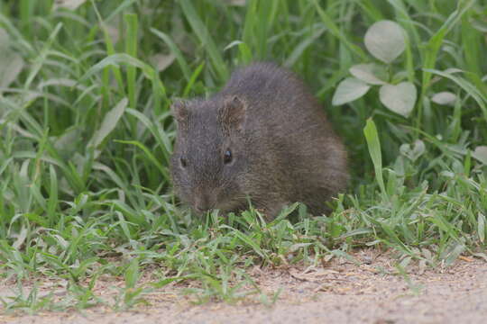 Image of Brazilian Guinea Pig