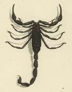 Image of Hottentotta hottentotta (Fabricius 1787)