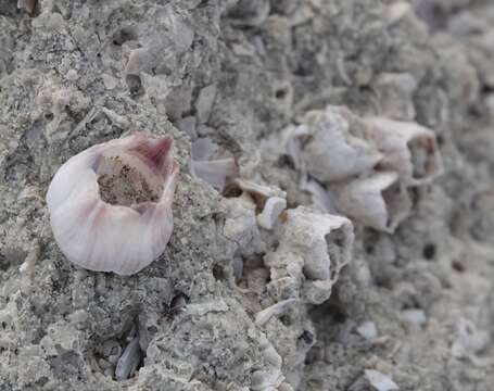 Image of Striped barnacle