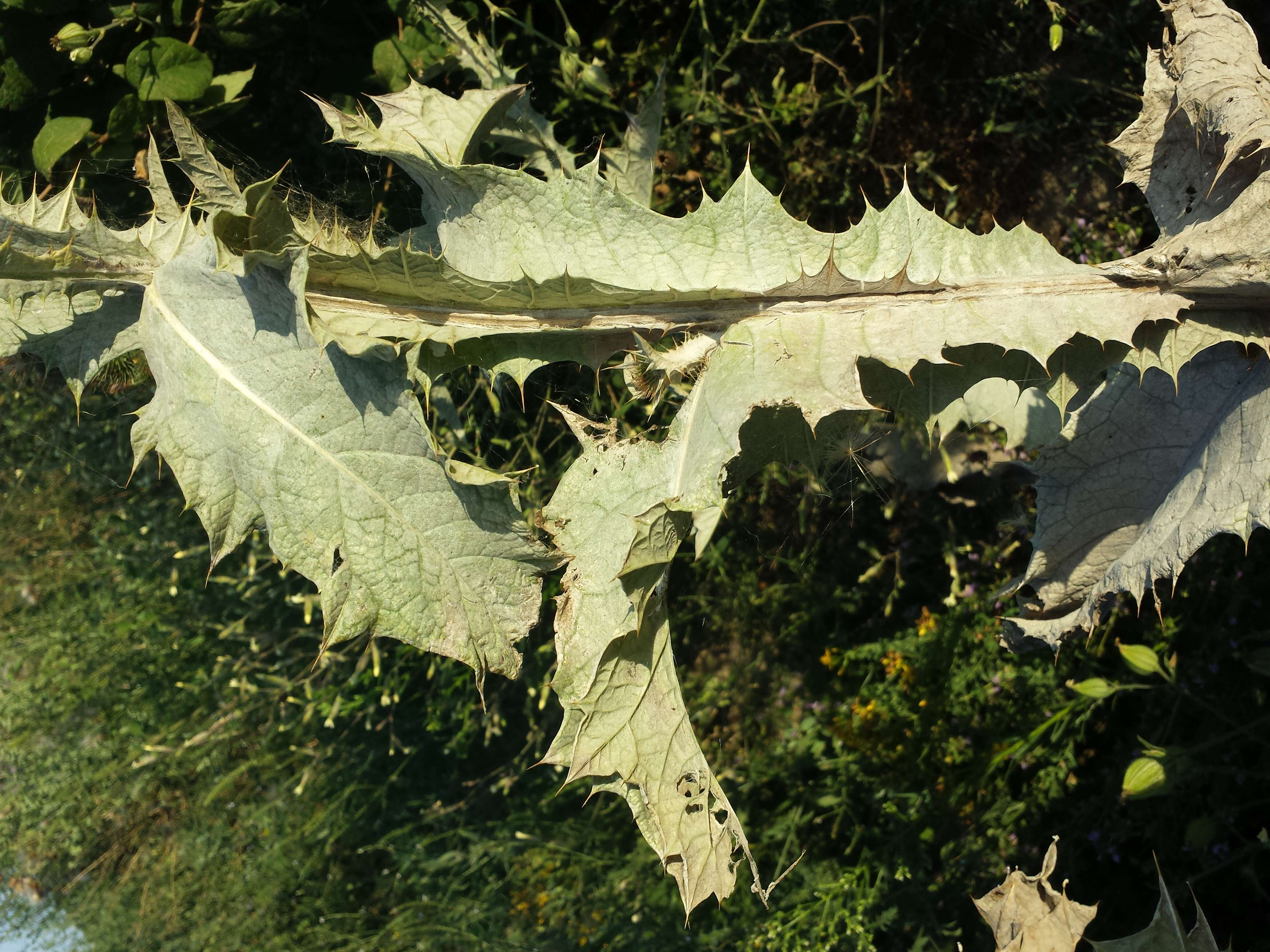 Image of Cotton Thistle