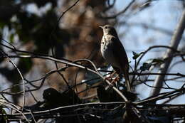 Image of Hermit Thrush