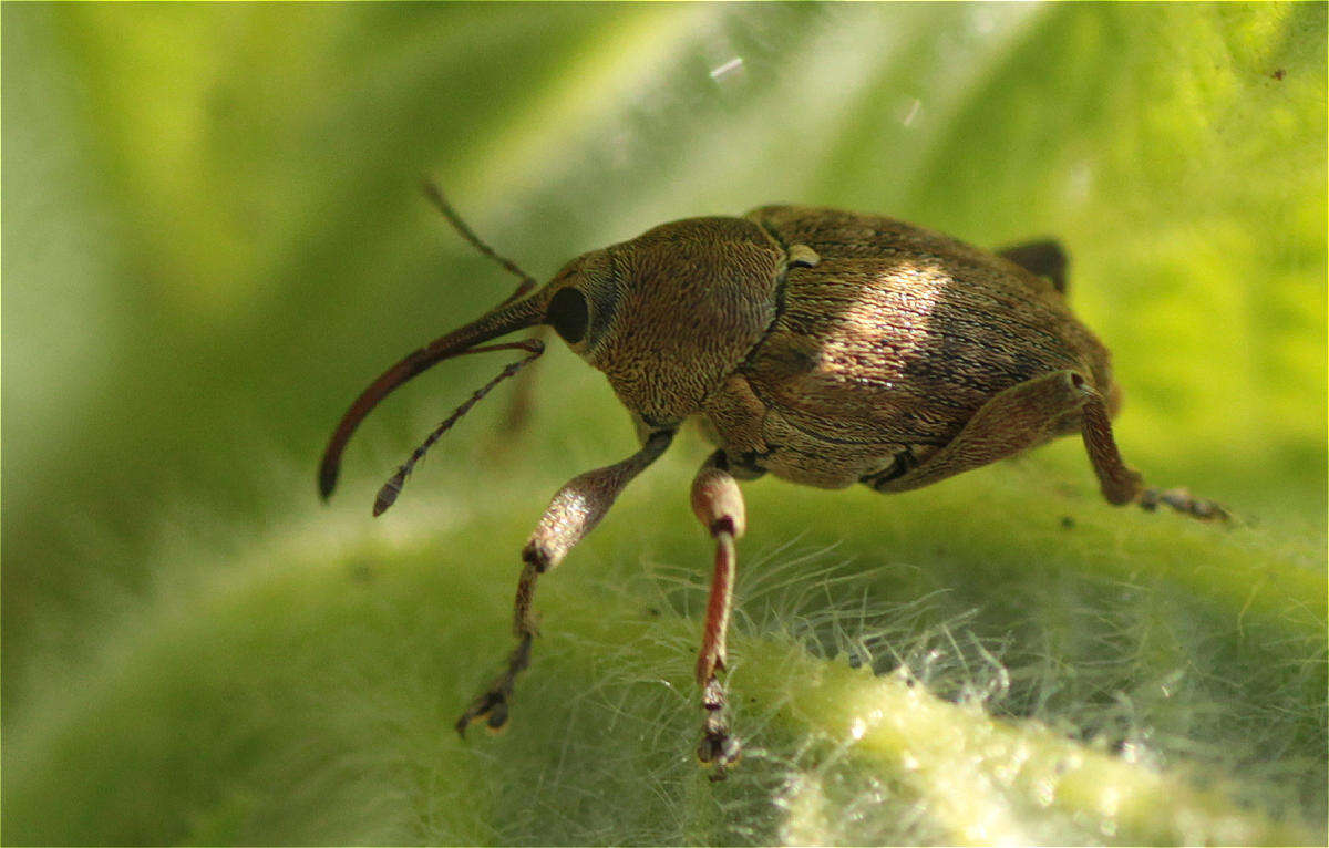 Image of Acorn weevil