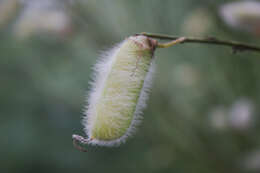 Image of striated broom