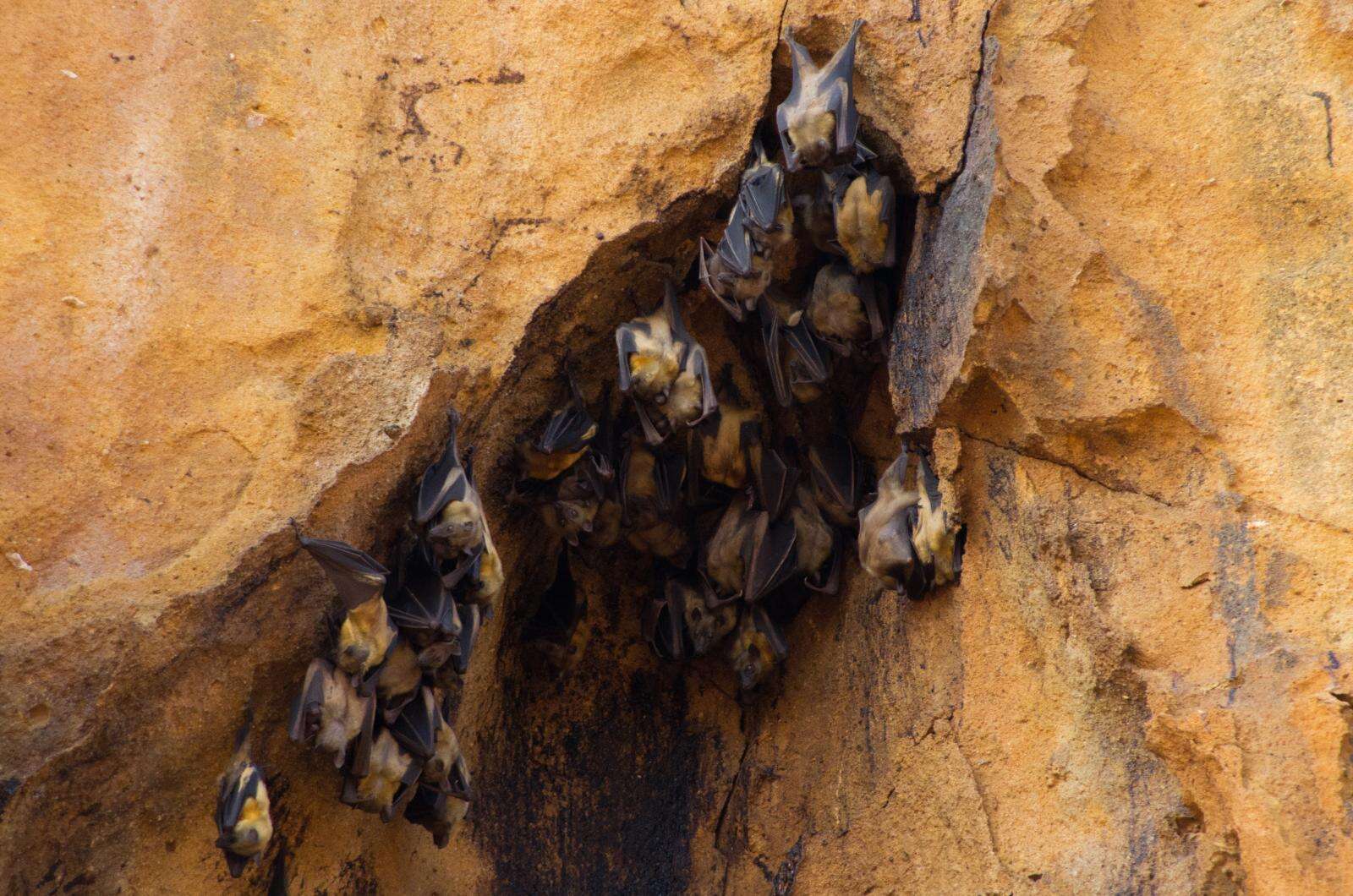 Image of Madagascan Fruit Bat