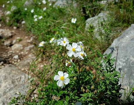 Image of White Rock-rose