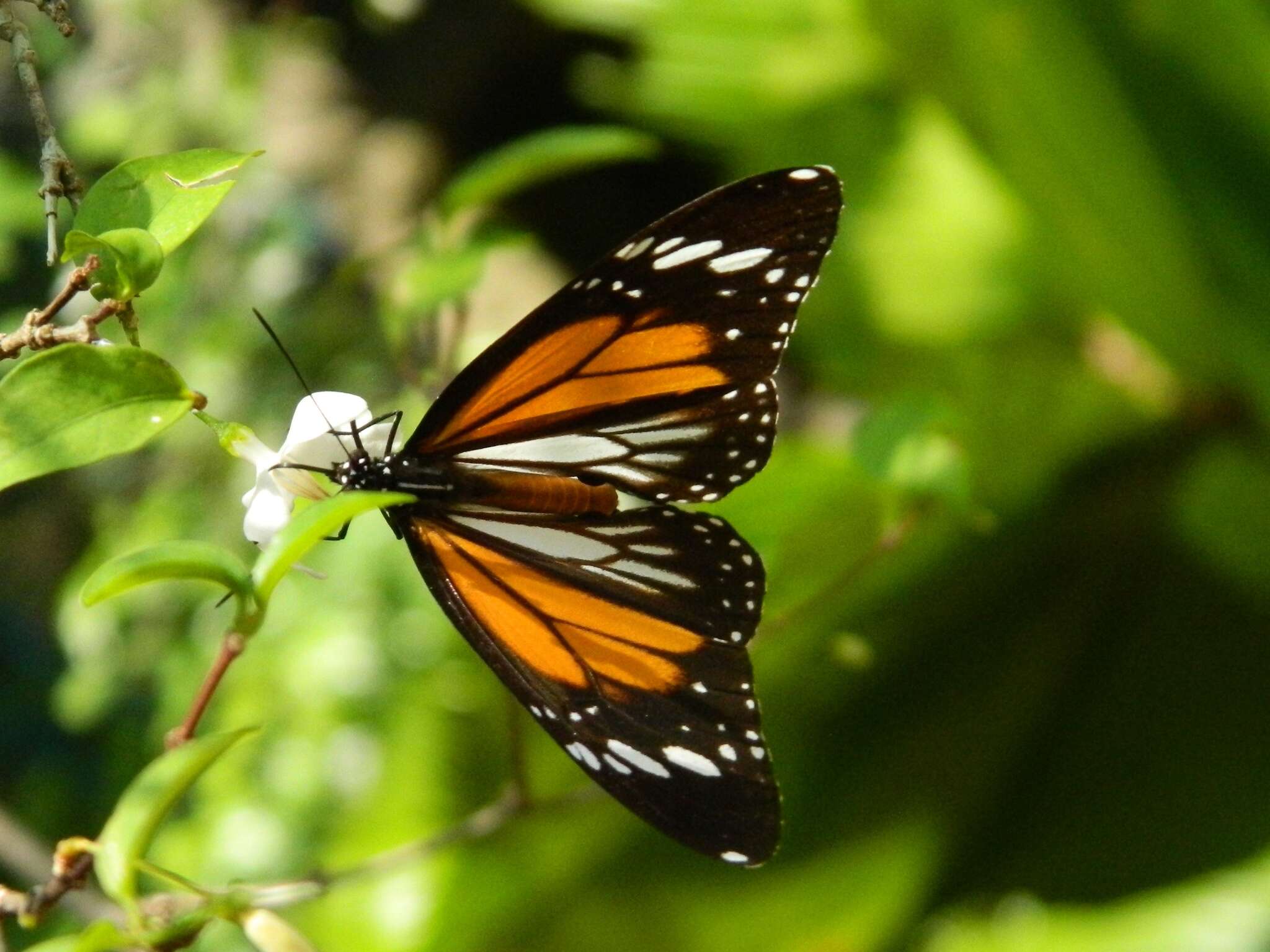 Plancia ëd Danaus (Anosia) melanippus Cramer 1777