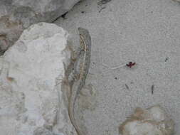 Image of Cozumel Spiny Lizard