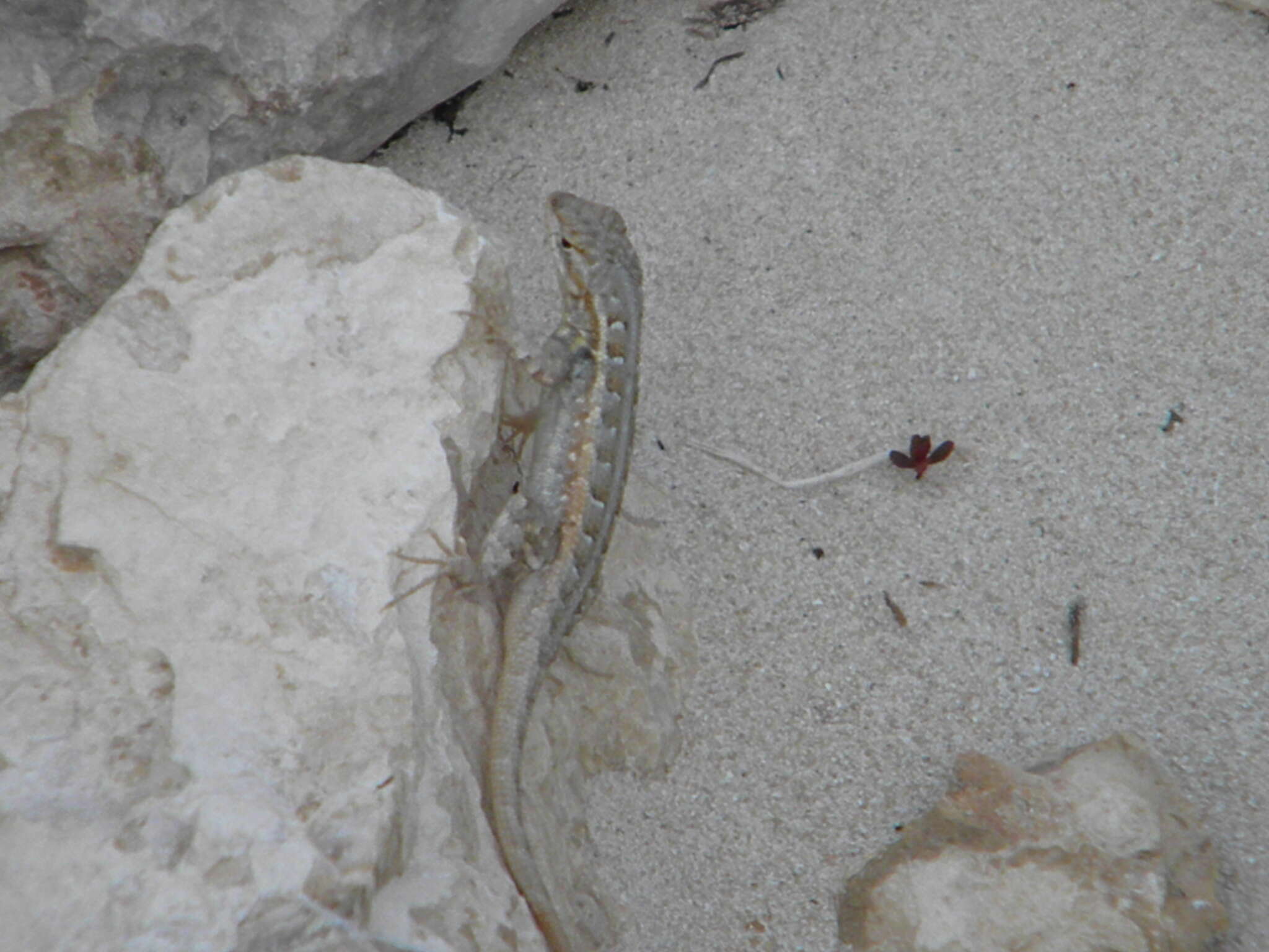 Image of Cozumel Spiny Lizard