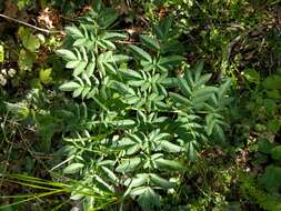 Image of wild angelica