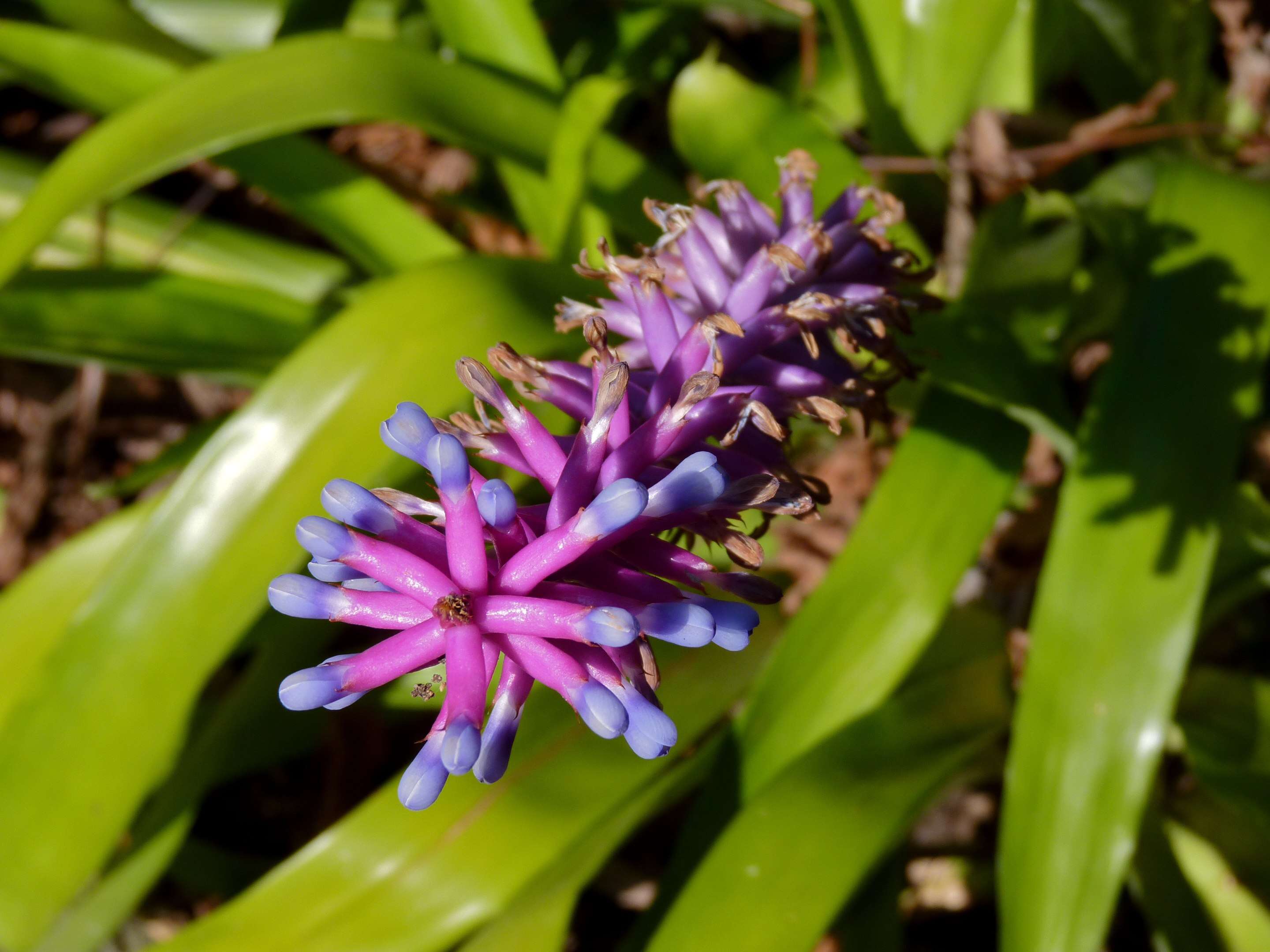 Image of Aechmea gamosepala Wittm.