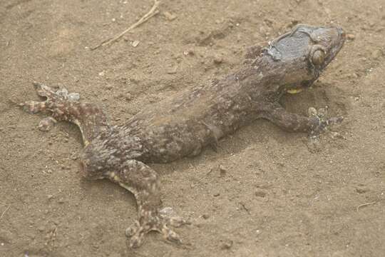 Image of Oceania Gecko