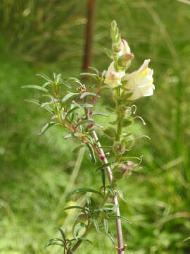 Image of Antirrhinum siculum Mill.