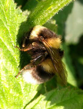 Image of Small garden bumblebee