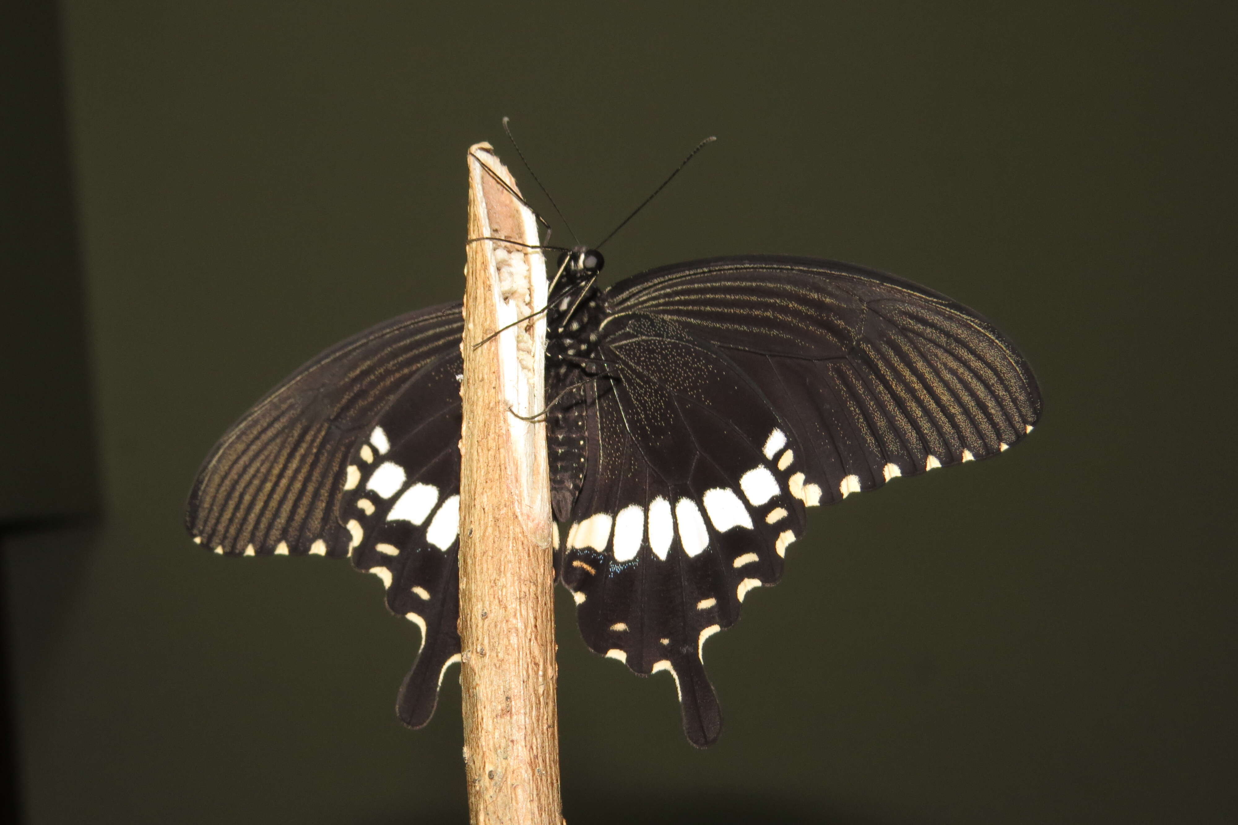 Image of Papilio polytes Linnaeus 1758