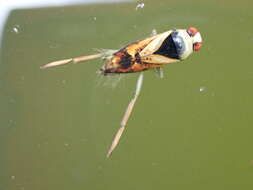 Image of Water boatman