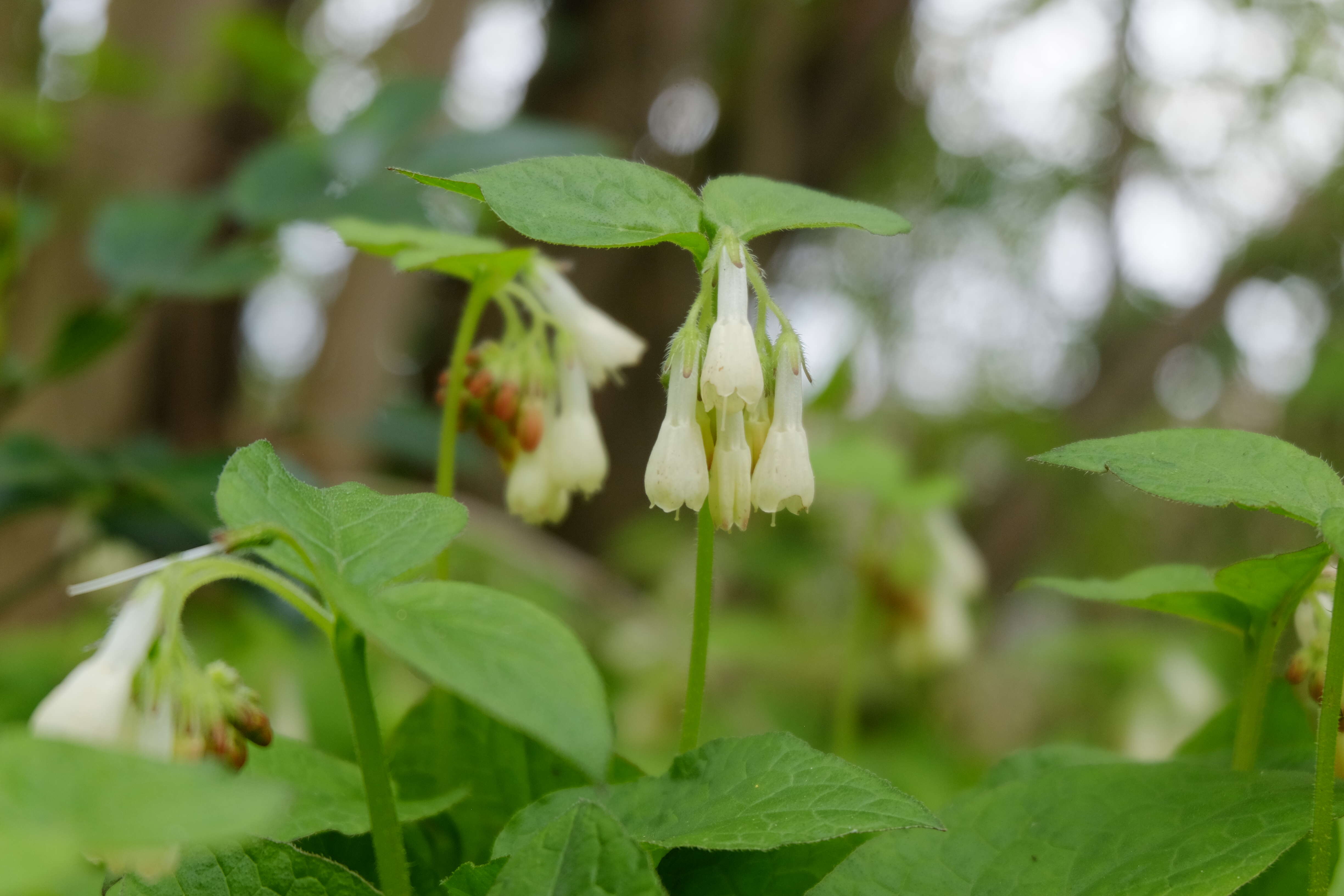 Image of Symphytum grandiflorum DC.