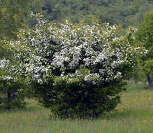 Image of Common Hawthorn